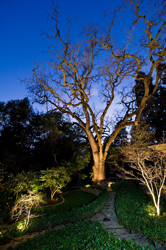 an image of a tree lighting installation taken at night