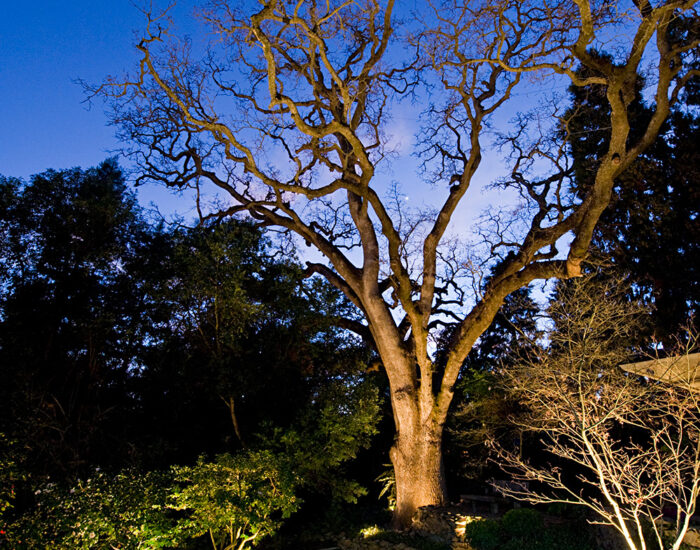 an image of a tree lighting installation taken at night